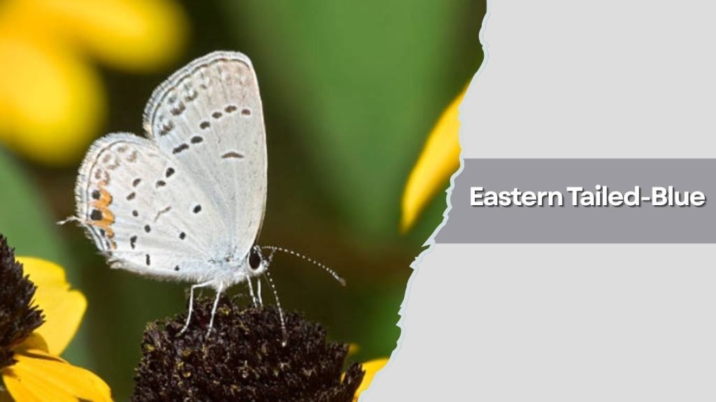 Eastern Tailed-Blue