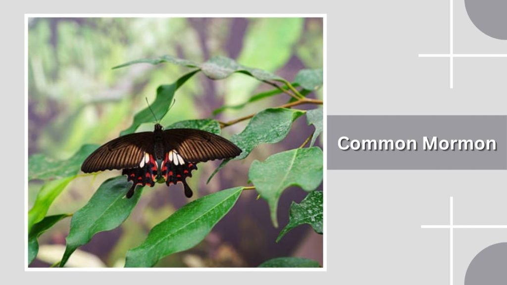 Common Mormon