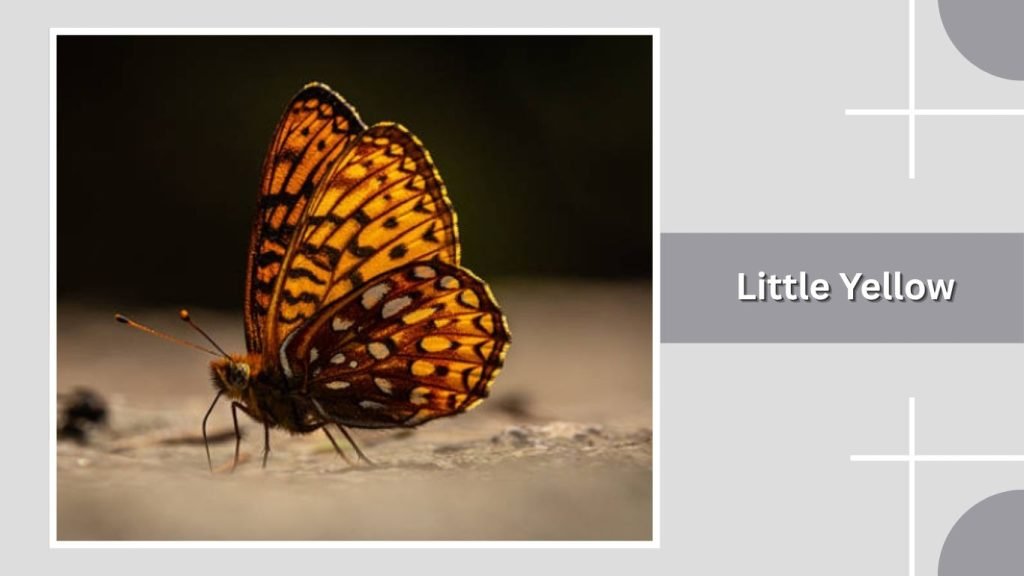  Little Yellow