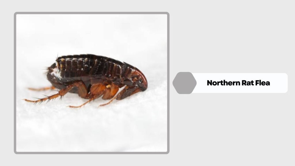 Northern Rat Flea