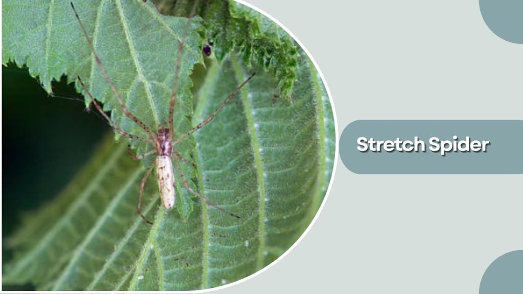Stretch Spider