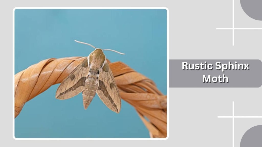 Rustic Sphinx Moth