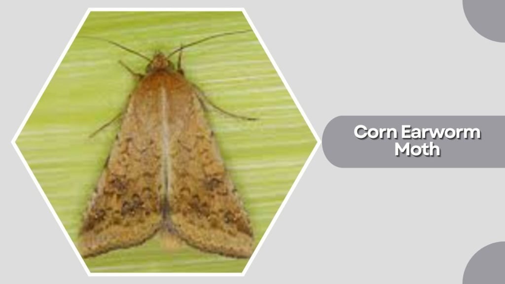 Corn Earworm Moth