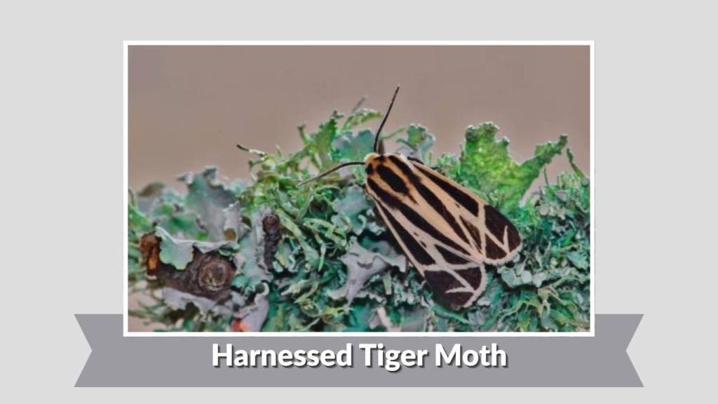 Harnessed Tiger Moth