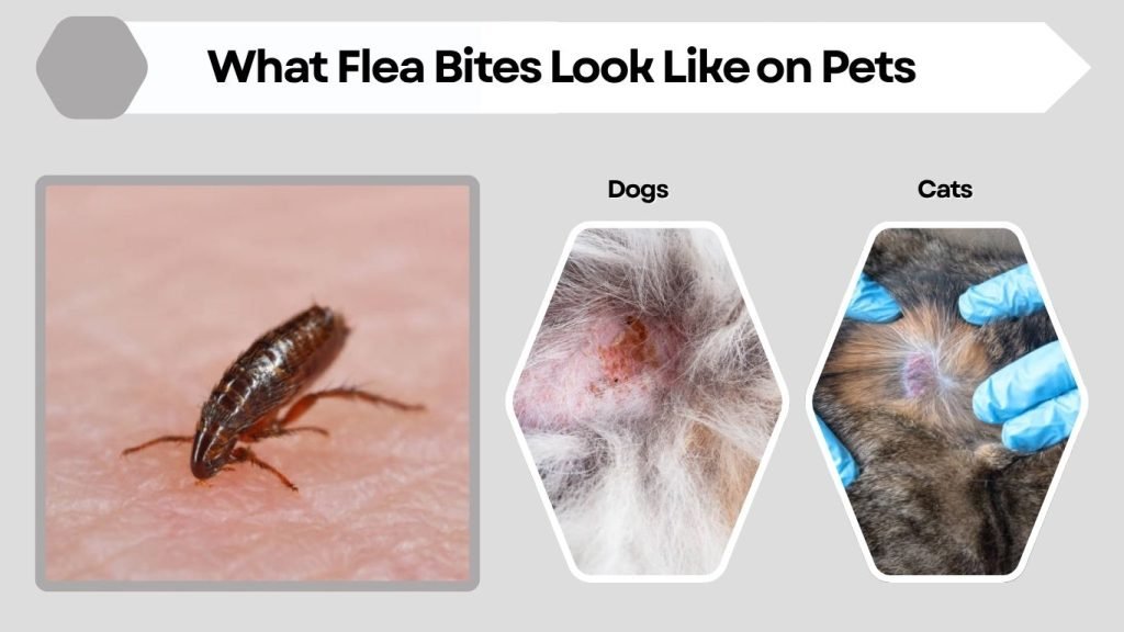 What Flea Bites Look Like on Pets