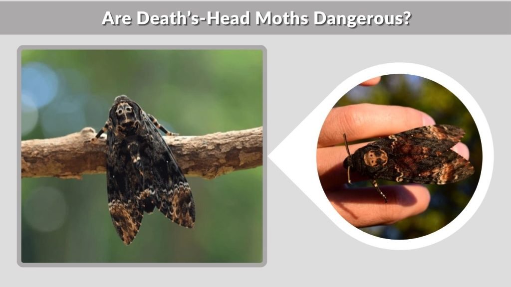 Are Death’s-Head Moths Dangerous?