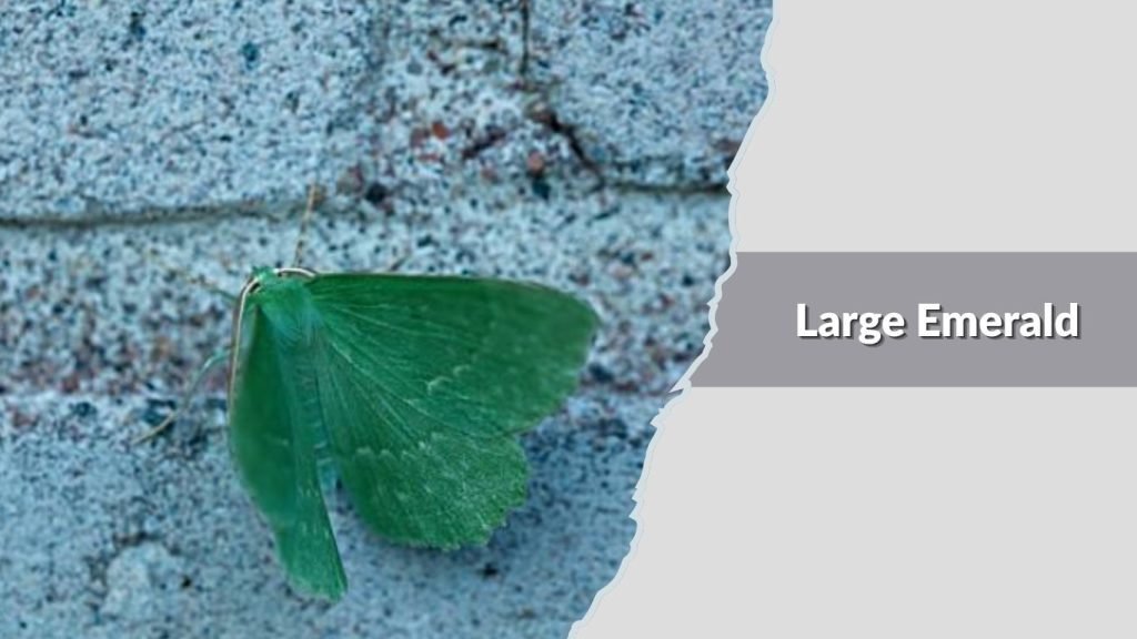 Large Emerald
