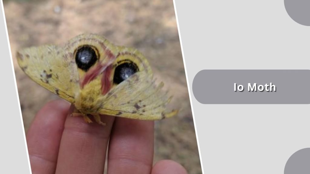 Io Moth