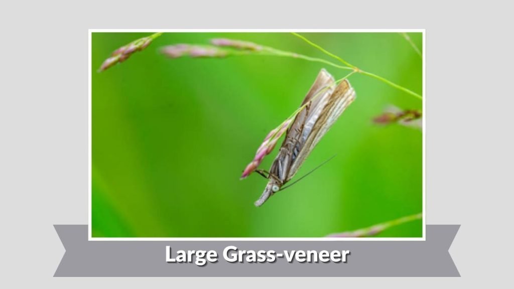 Large Grass-veneer