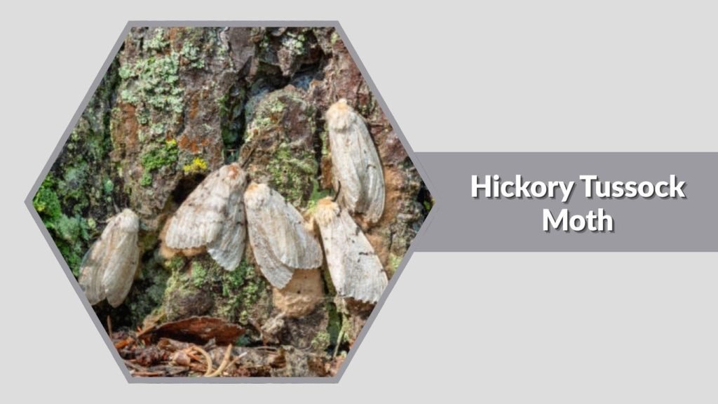 Hickory Tussock Moth