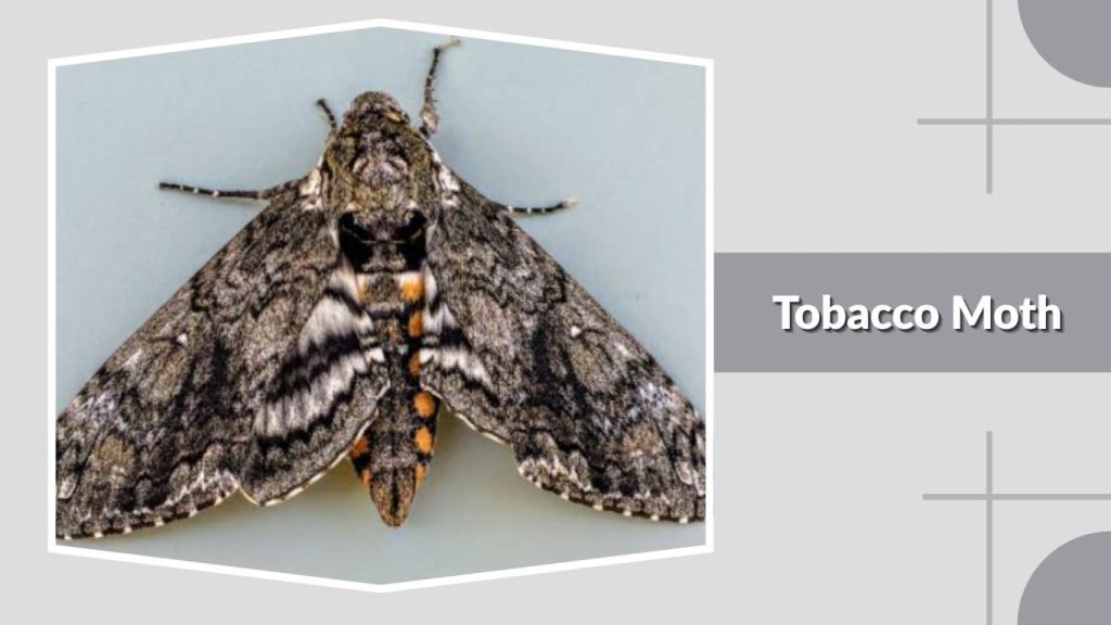 Tobacco Moth
