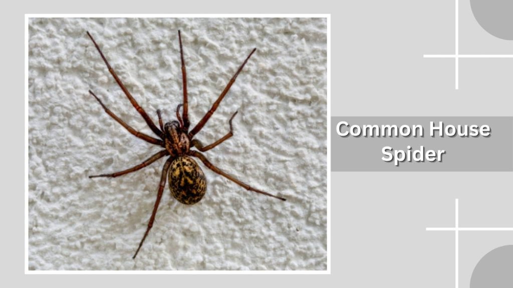 Common House Spider