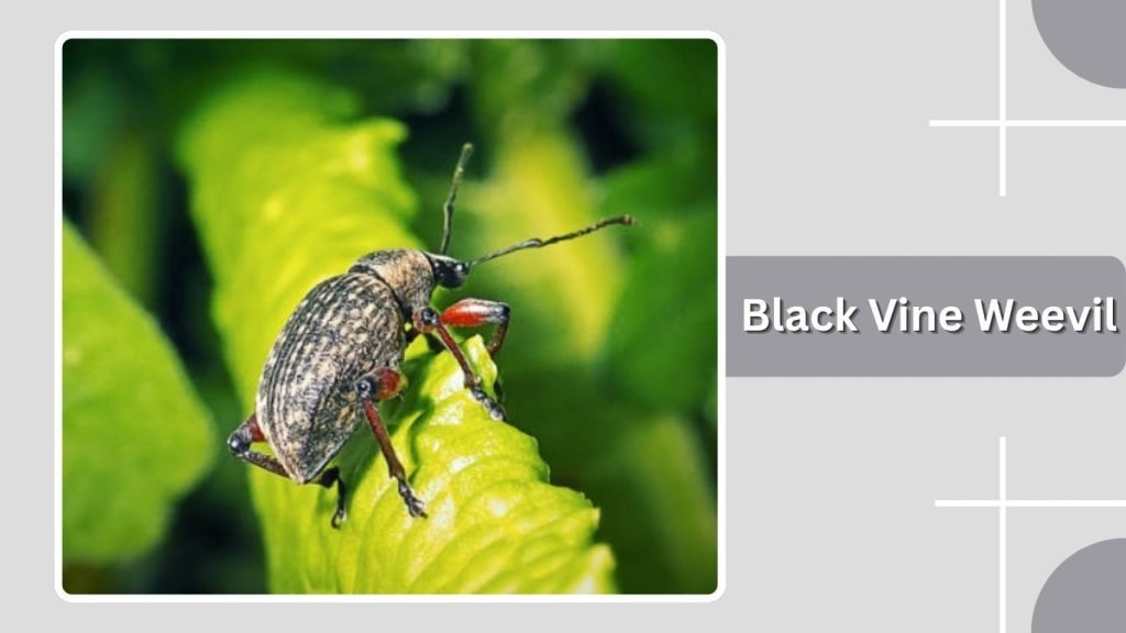 Black Vine Weevil
