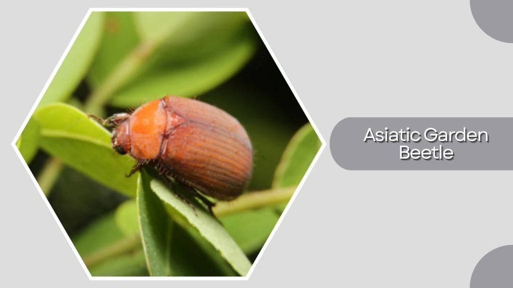  Asiatic Garden Beetle