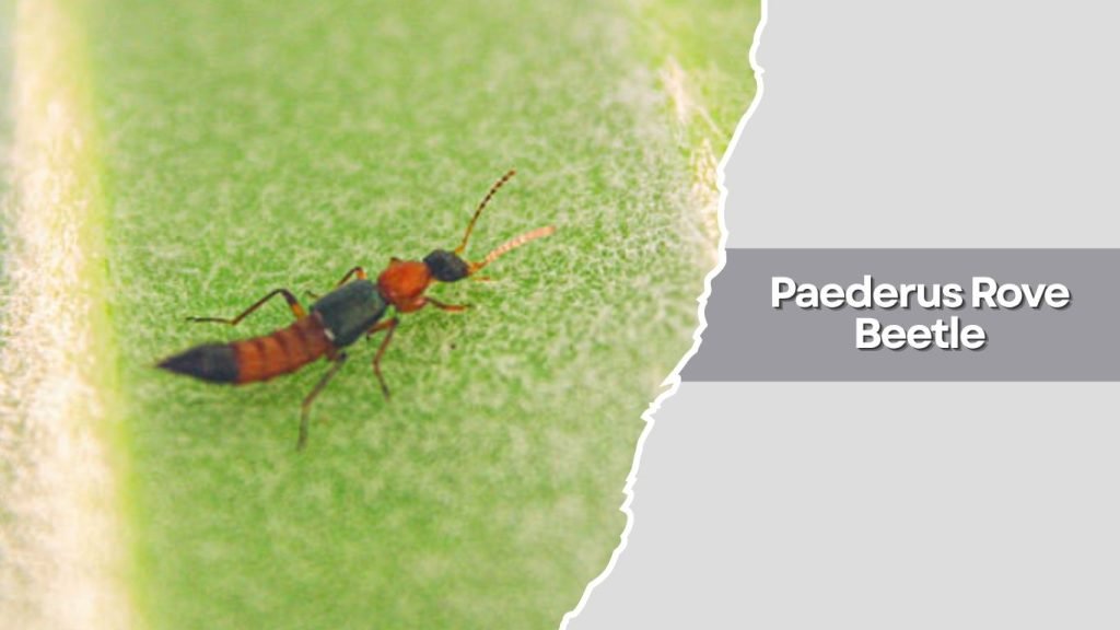 Paederus Rove Beetle
