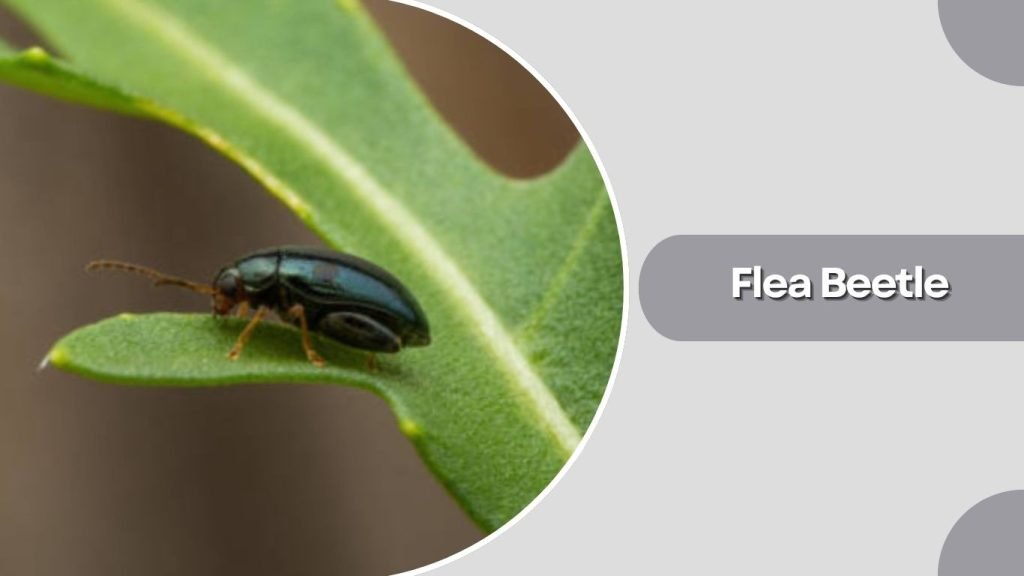  Flea Beetle