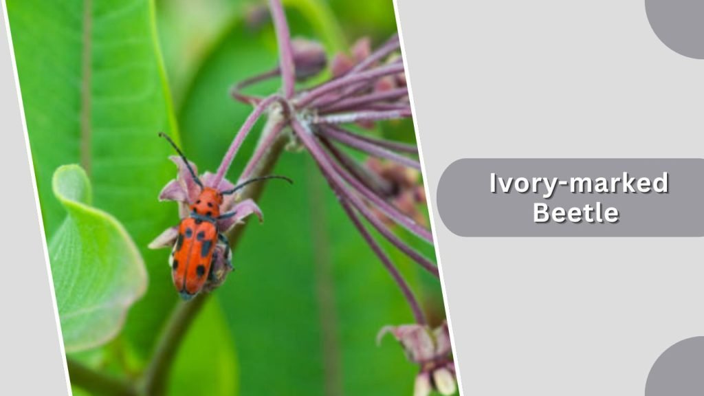  Ivory-marked Beetle