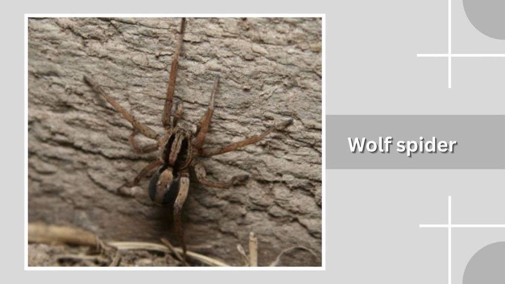 Wolf spider