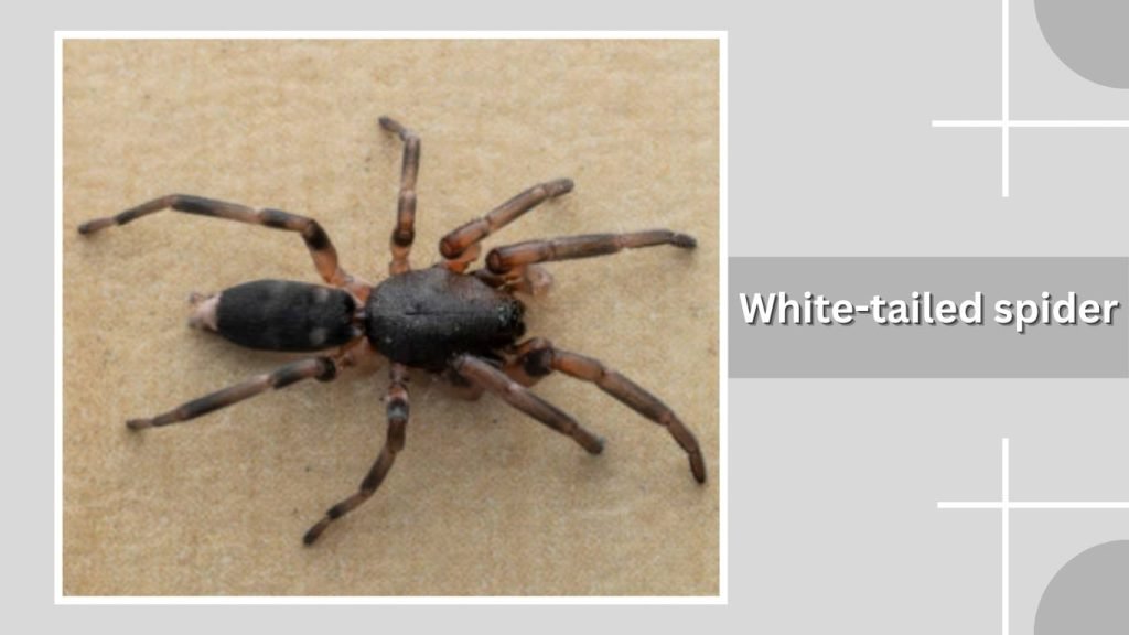 White-tailed spider