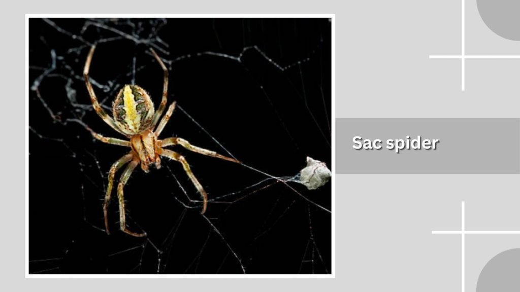 Sac spider