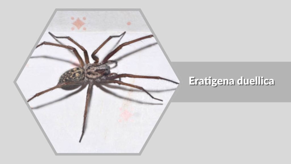 Eratigena duellica