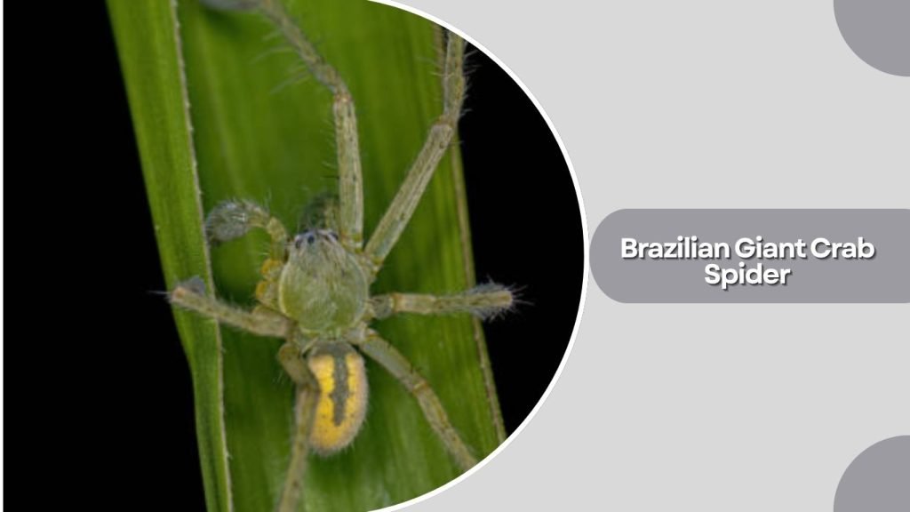 Brazilian Giant Crab Spider 