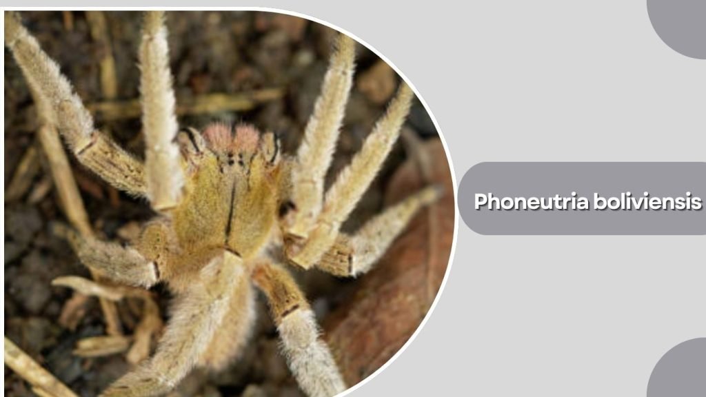 Phoneutria boliviensis