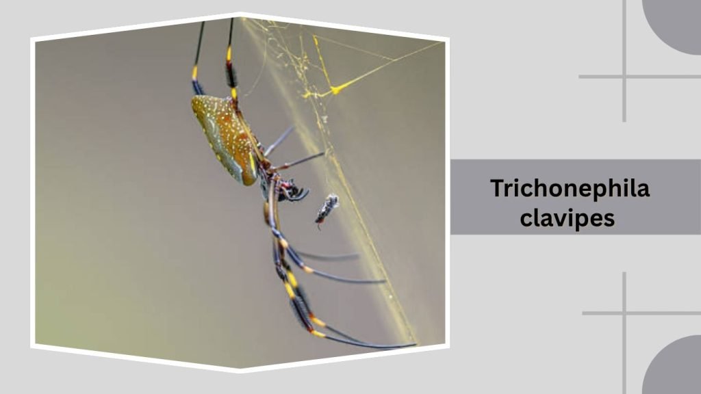 Trichonephila clavipes
