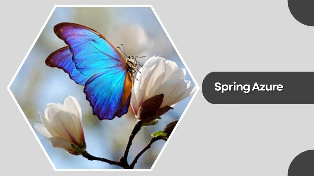 Spring Azure