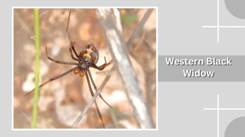  Western Black Widow