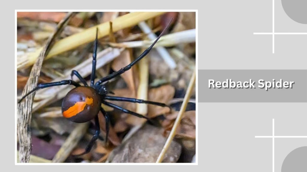Redback Spider