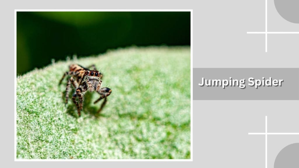  Jumping Spider