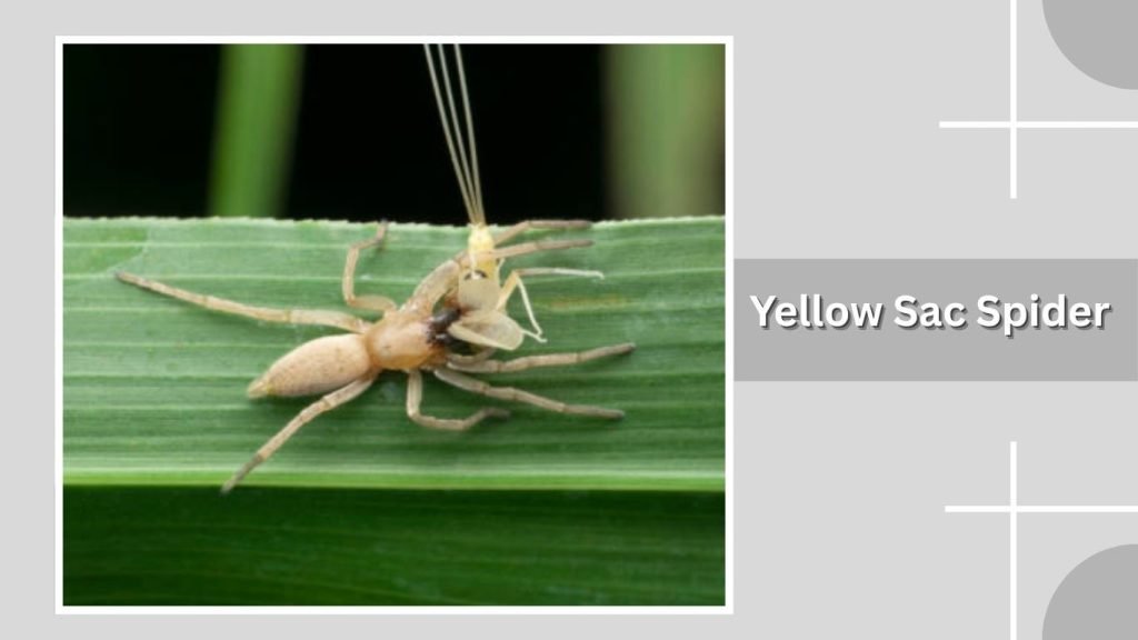  Yellow Sac Spider