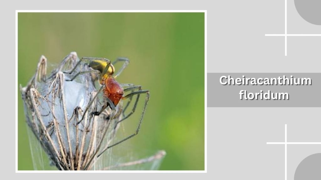  Cheiracanthium floridum