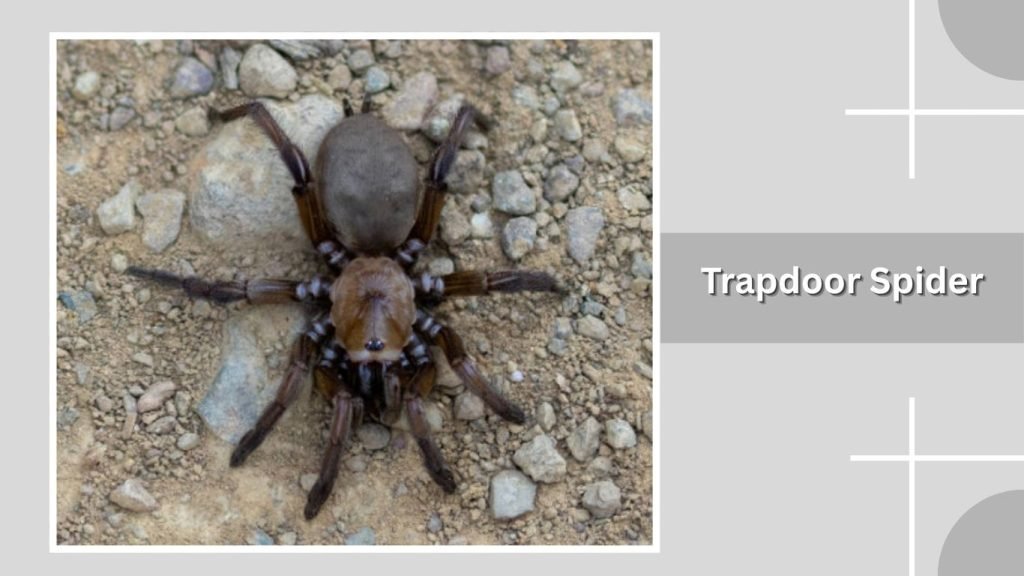 Trapdoor Spider