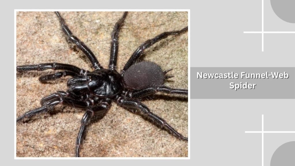 Newcastle Funnel-Web Spider