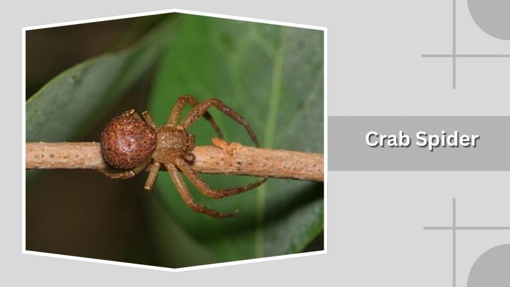 Crab Spider