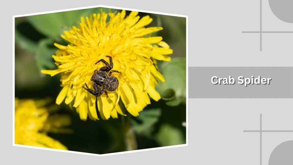 Crab Spider