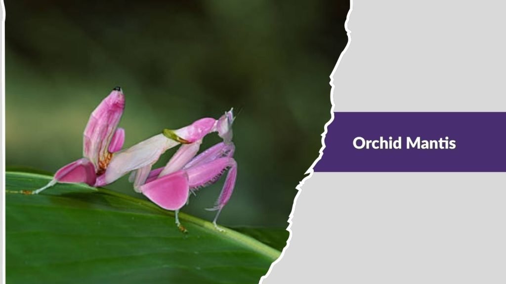 Orchid Mantis