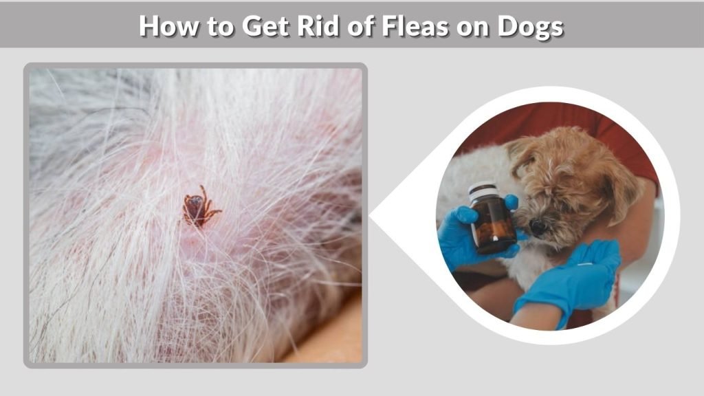 How to Get Rid of Fleas on Dogs