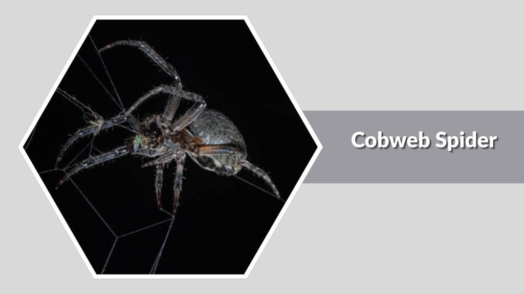 Cobweb Spider