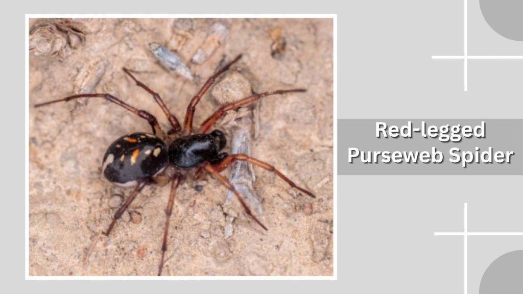 Red-legged Purseweb Spider