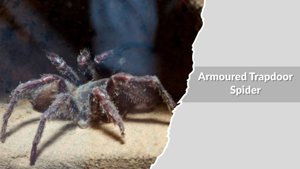 Armoured Trapdoor Spider