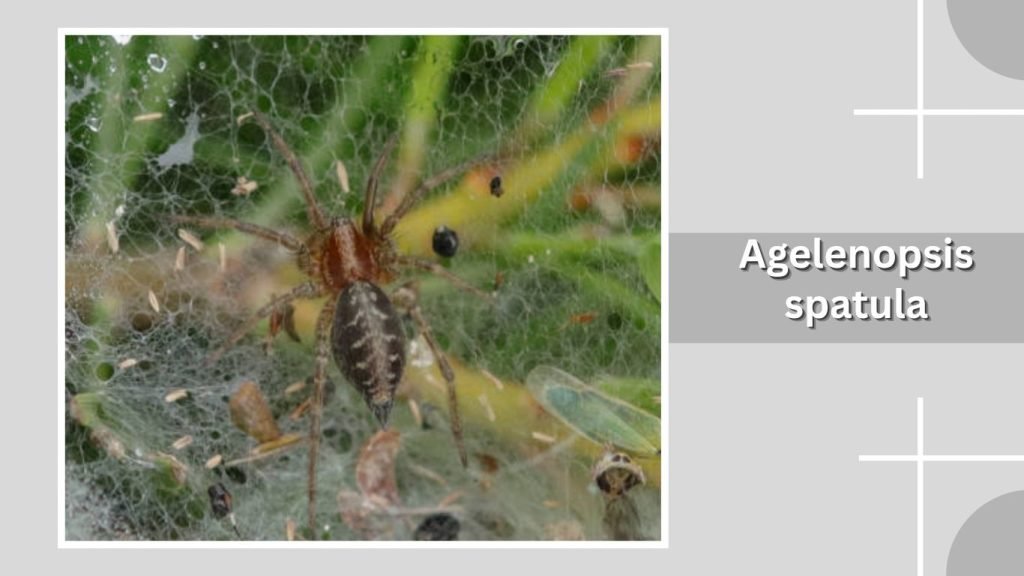 Agelenopsis spatula