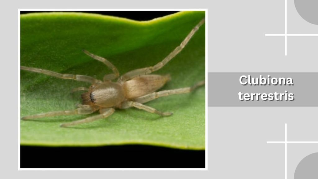 Clubiona terrestris