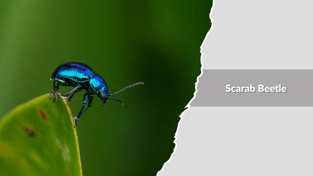 Scarab Beetle