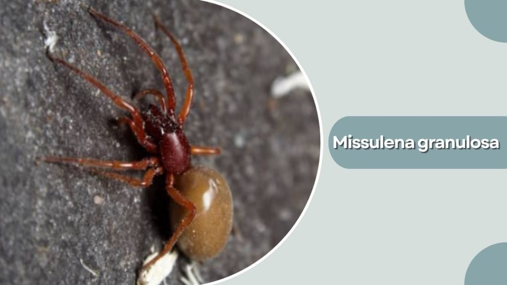 Missulena granulosa
