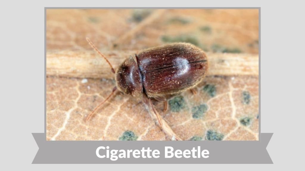 Cigarette Beetle