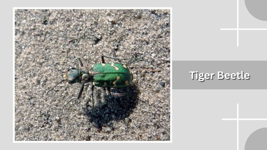 Tiger Beetle