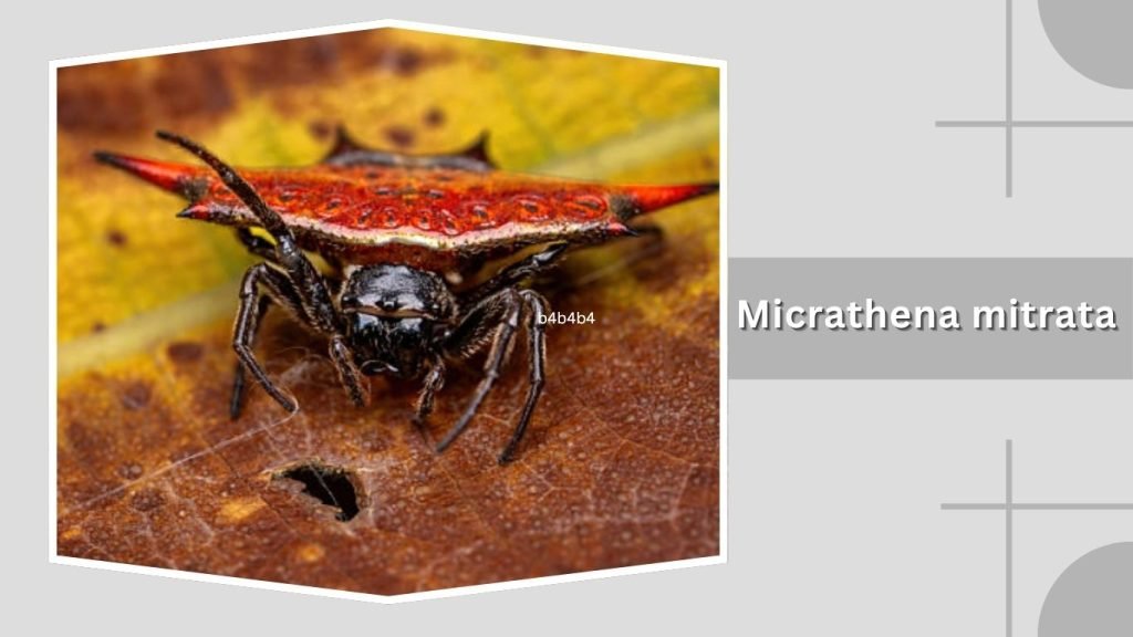 Micrathena mitrata